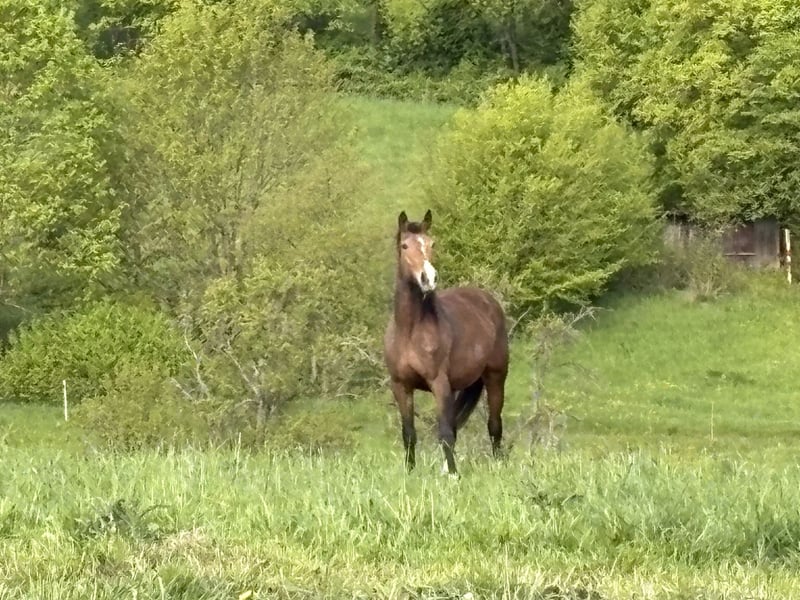 KWPN, Stute in Heistenbach