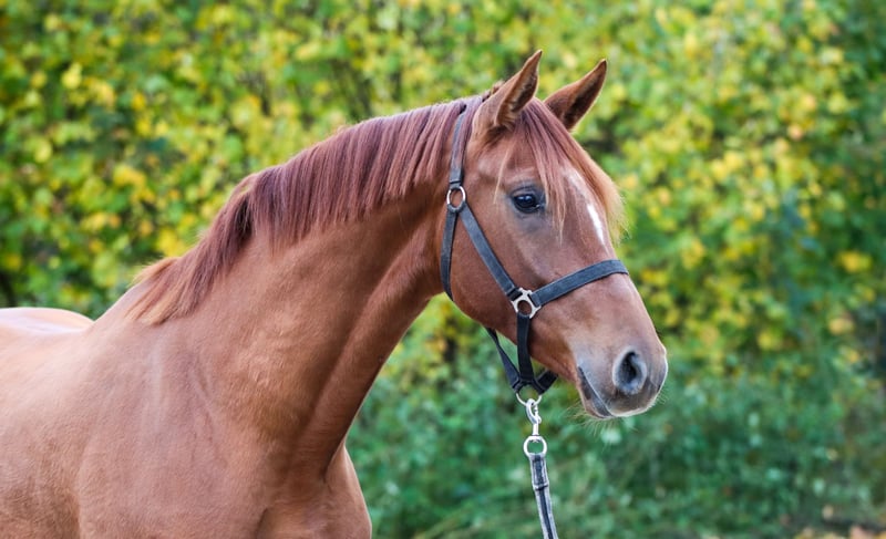 KWPN, Stute in Lienen