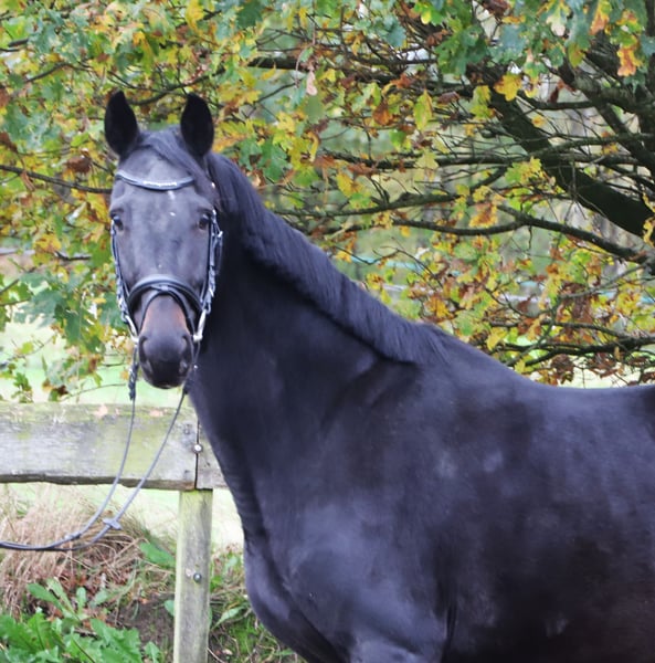 KWPN, Stute in uelsen