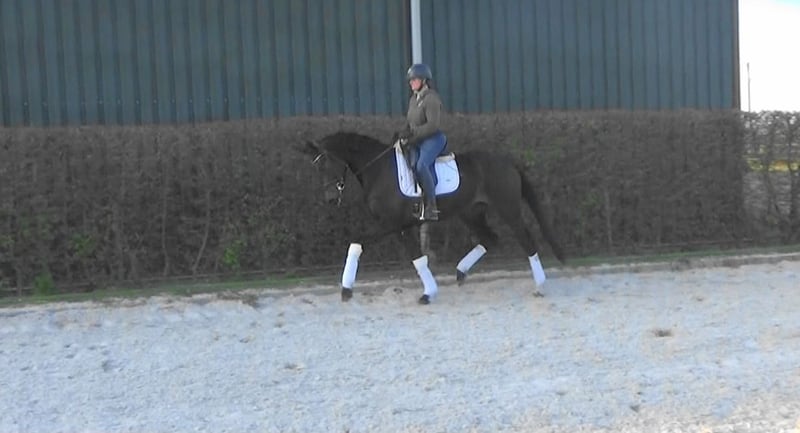 KWPN, Stute in Mönchengladbach