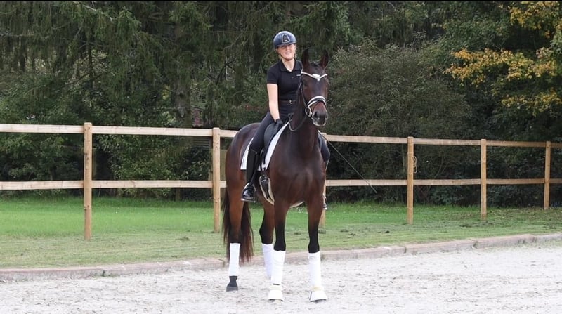 KWPN, Stute in Hanau