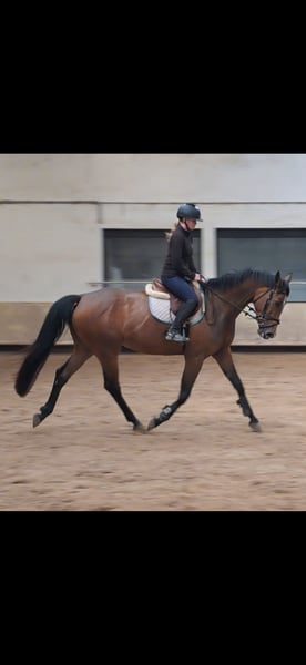 KWPN, Stute in Messel