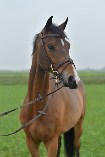 KWPN, Stute in Geilenkirchen