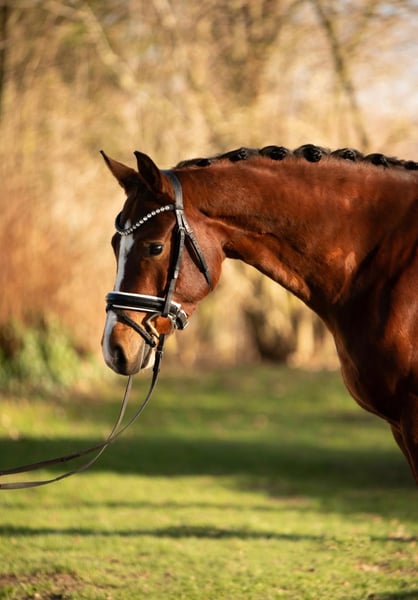 KWPN, Stute in Paderborn