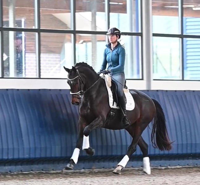 KWPN, Stute in Neuss