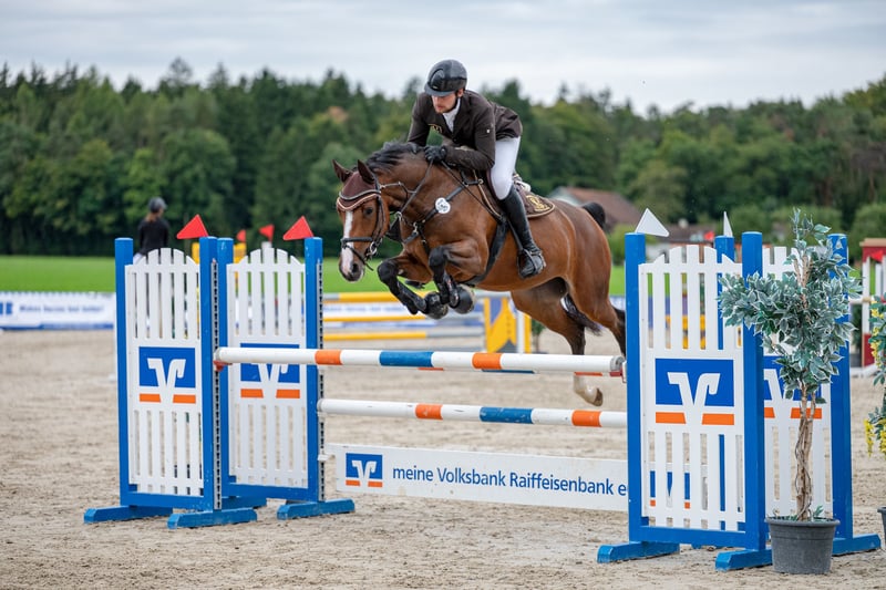 KWPN, Stute in Lengdorf