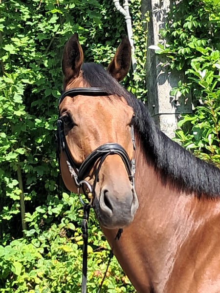 KWPN, Stute in Messel