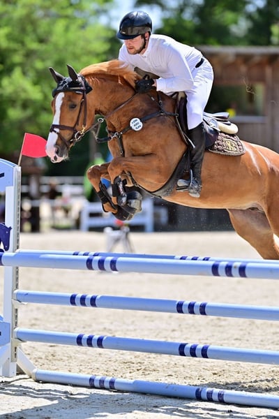 KWPN, Stute in Lengdorf