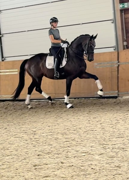 KWPN, Stute in Xanten