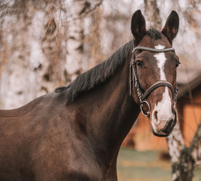 KWPN, Stute in Dahme