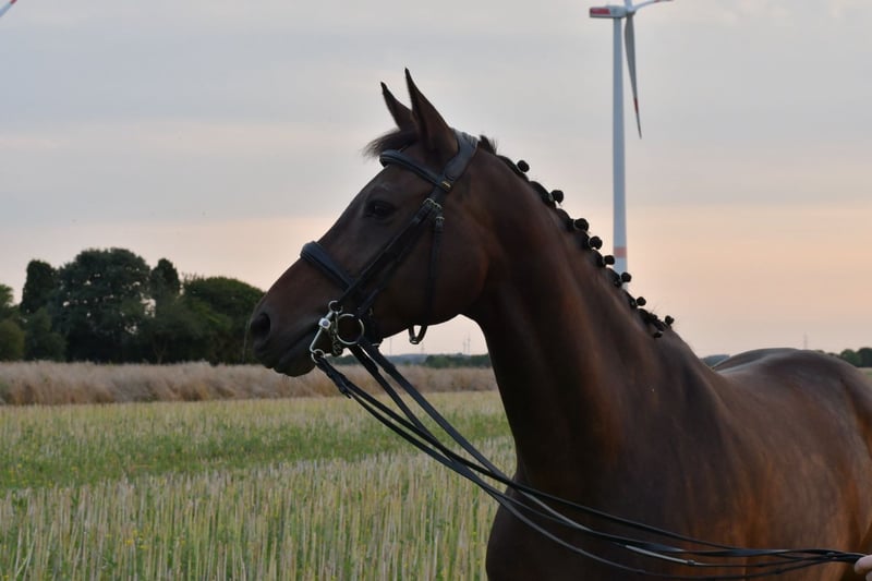 KWPN, Stute in Geilenkirchen
