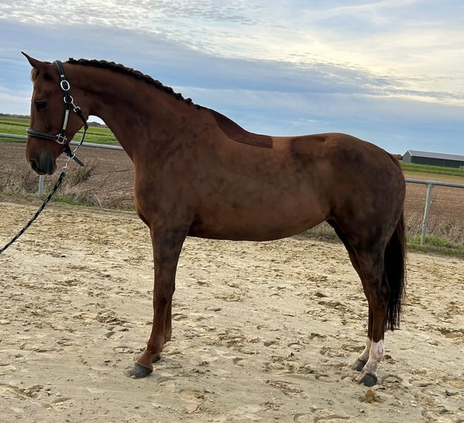 KWPN, Stute in Geilenkirchen