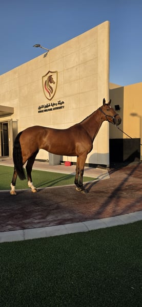 KWPN, Stute in Mönchengladbach