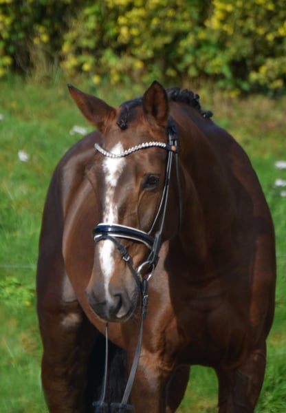 KWPN, Stute in Fürstenau