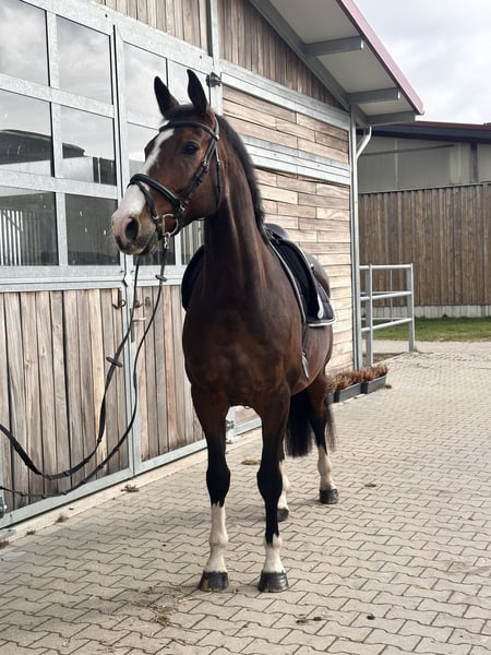 KWPN, Wallach in Leipzig