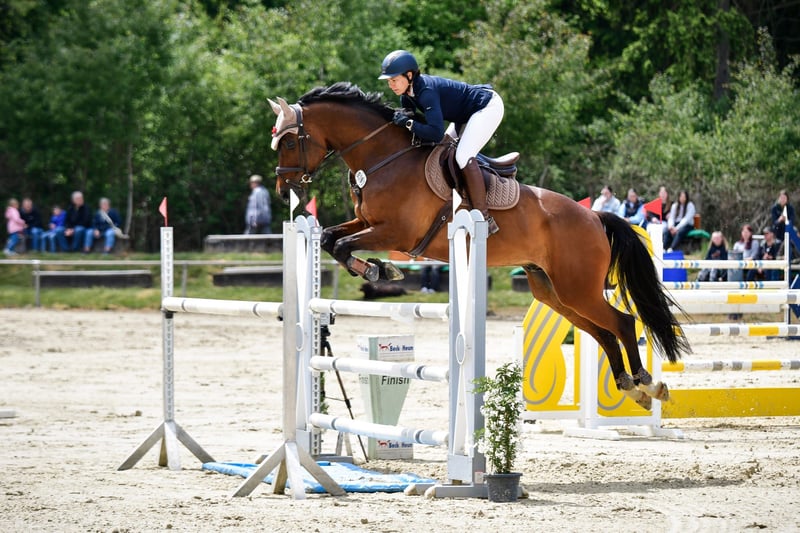 KWPN, Wallach in Frankfurt am Main