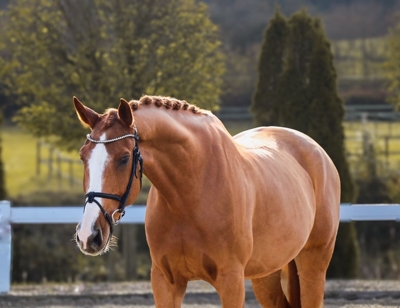KWPN, Wallach in Schwäbisch Hall
