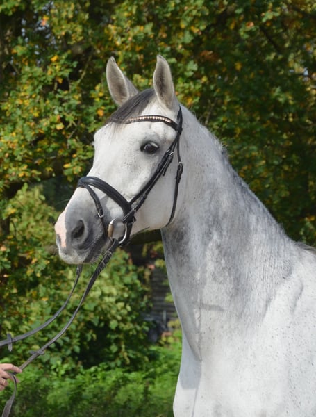 KWPN, Wallach in Greven