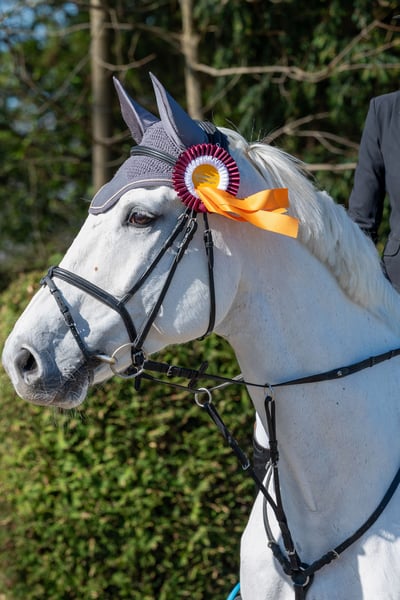 KWPN, Wallach in Heidenheim an der Brenz