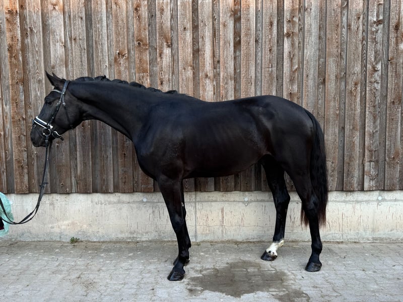 KWPN, Wallach in Bruchsal