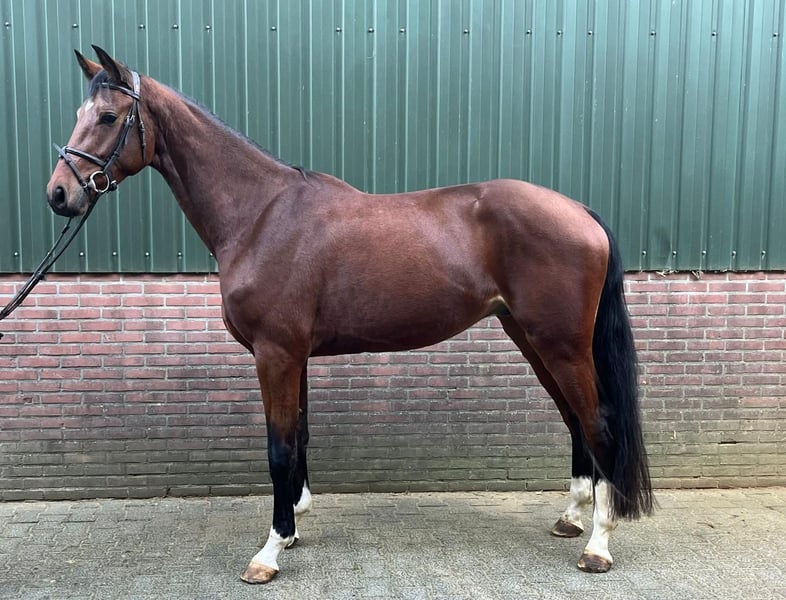 KWPN, Wallach in Messel