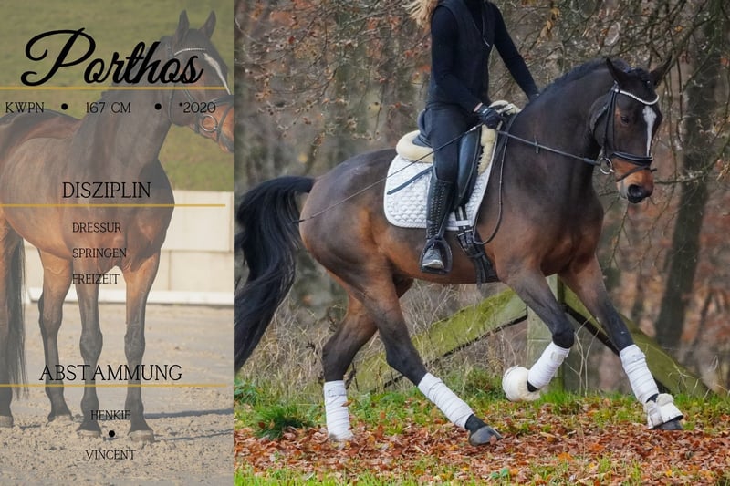KWPN, Wallach in Nettersheim