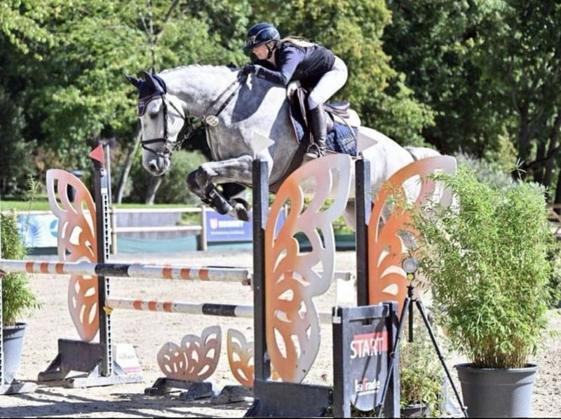 KWPN, Wallach in Wächtersbach