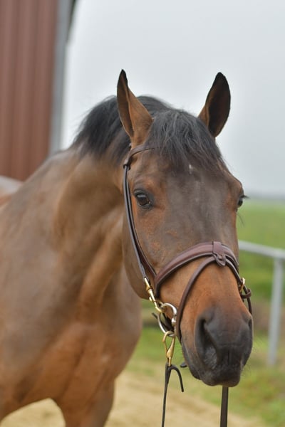 KWPN, Wallach in Geilenkirchen