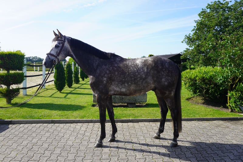 KWPN, Wallach in Nordwalde