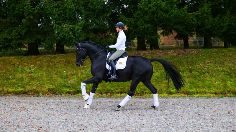 KWPN, Wallach in Freiensteinau