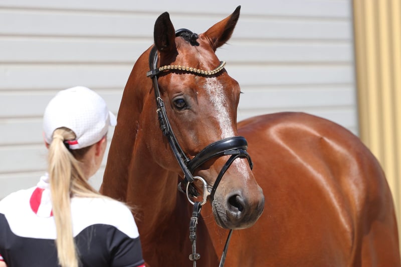 KWPN, Wallach in Erftstadt