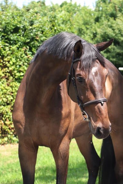 KWPN, Wallach in Geilenkirchen