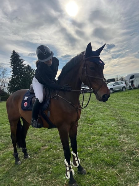 KWPN, Wallach in Gerstetten