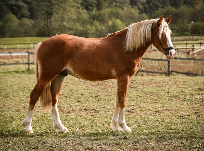 Leonharder, Hengst in Grabenstätt