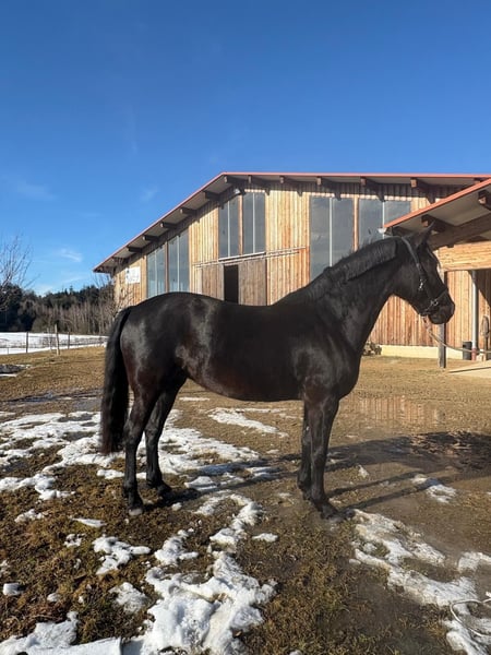 Leonharder, Stute in Grabenstätt