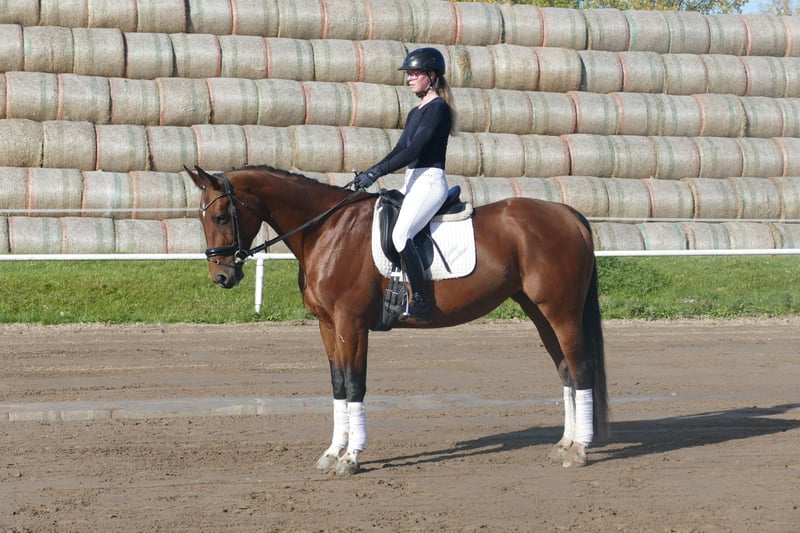 Lettisches Warmblut, Stute in Ganschow