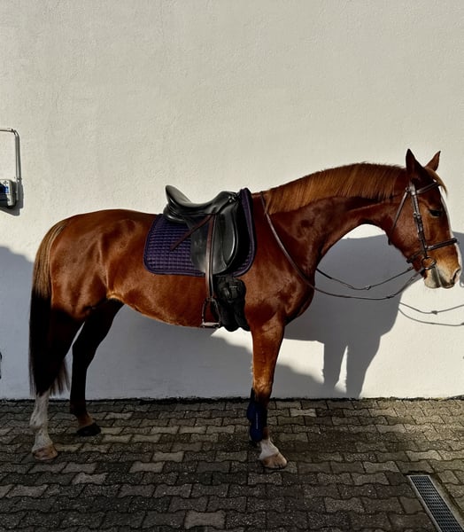 Lettisches Warmblut, Stute in Egelsbach