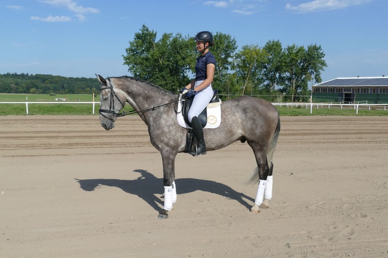 Lettisches Warmblut, Wallach in Ganschow