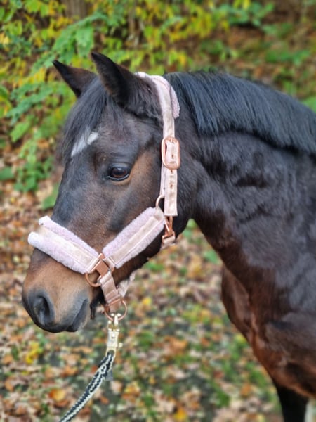 Lewitzer, Stute in Winsen (Aller)