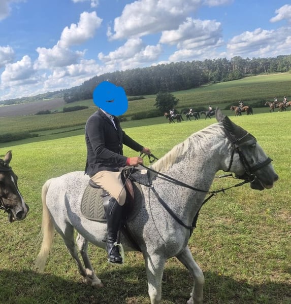 Lipizzaner, Wallach in Nürnberg