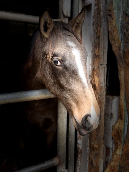 Lusitanos, Hengst in Herborn