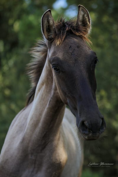 Lusitanos, Hengst in Herborn