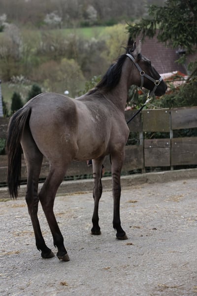 Lusitanos, Hengst in Herborn