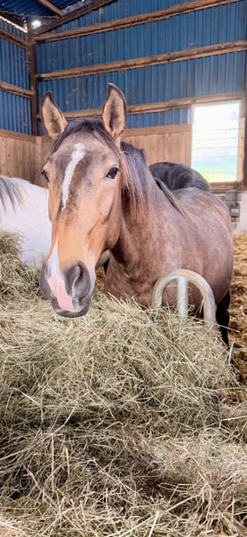 Lusitanos, Hengst in Herborn