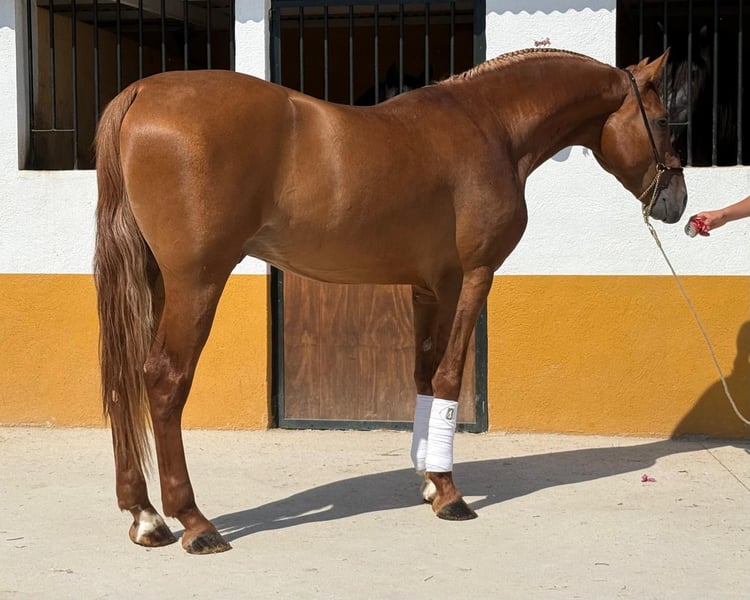 Lusitanos, Hengst in Neu-Anspach