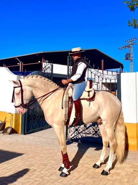Lusitanos, Hengst in Martfeld