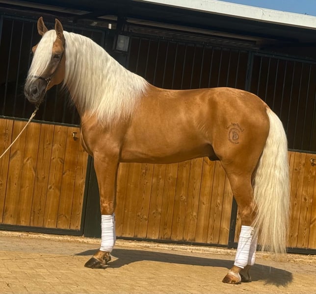 Lusitanos, Hengst in Martfeld