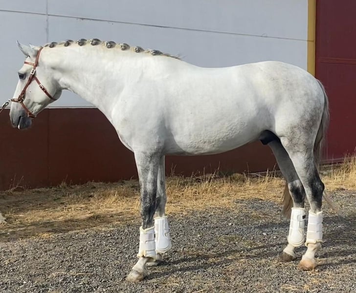 Lusitanos, Hengst in Martfeld