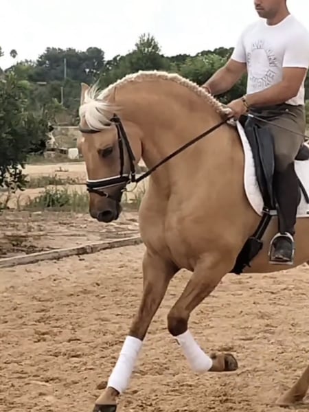Lusitanos, Hengst in Martfeld