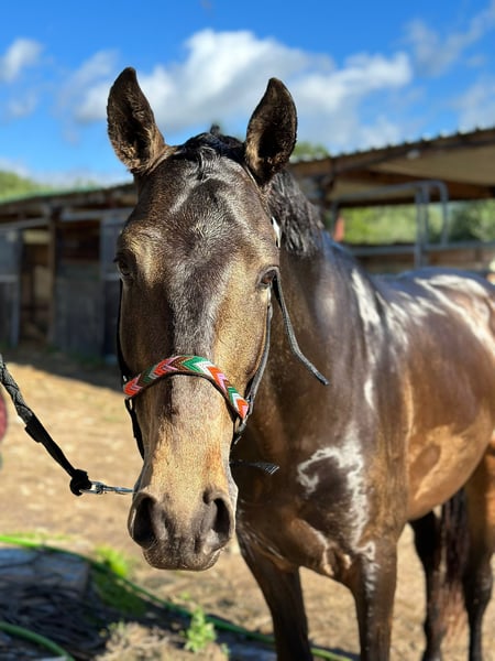 Lusitanos, Hengst in Martfeld